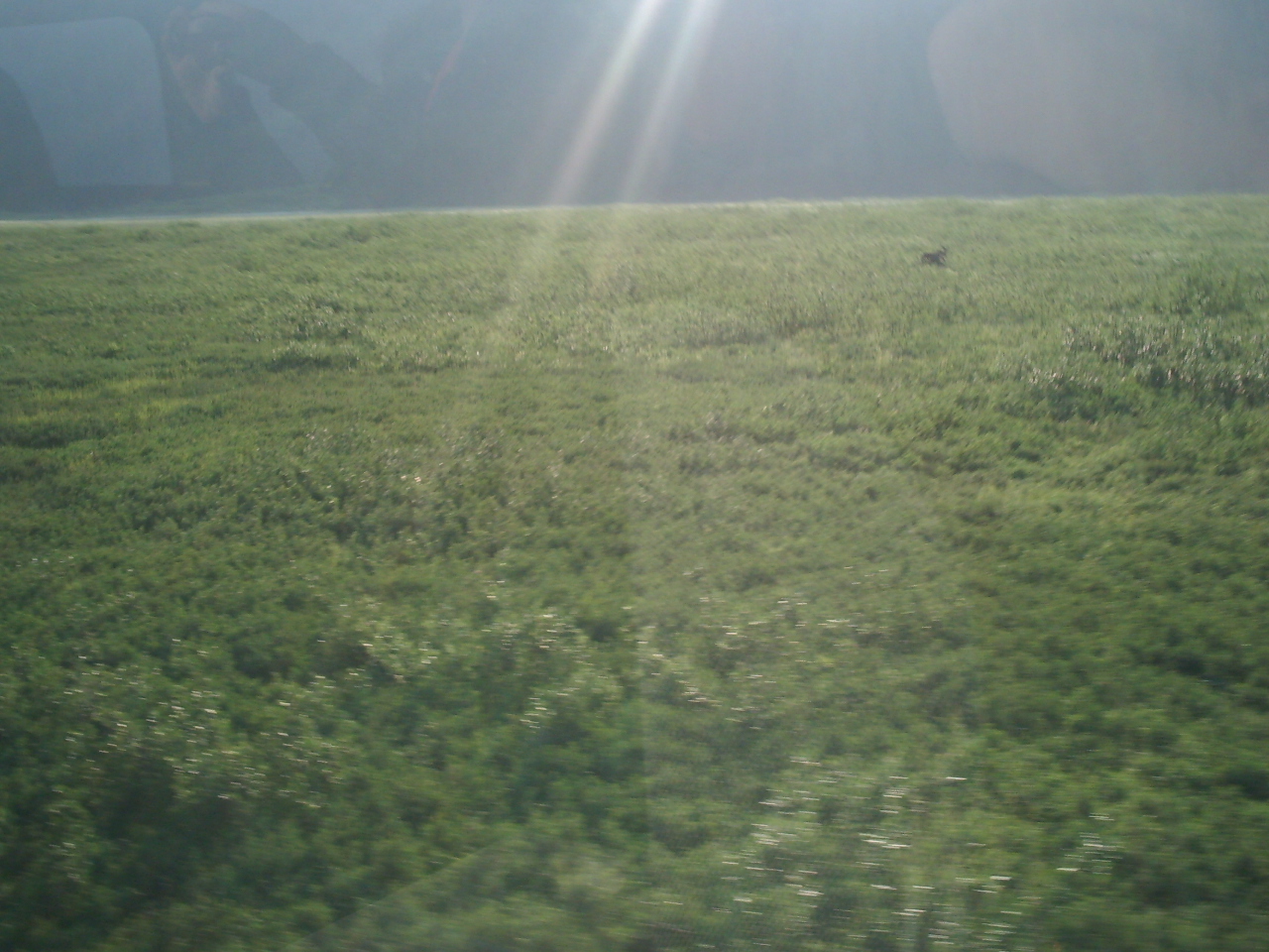 Bull moose in a field