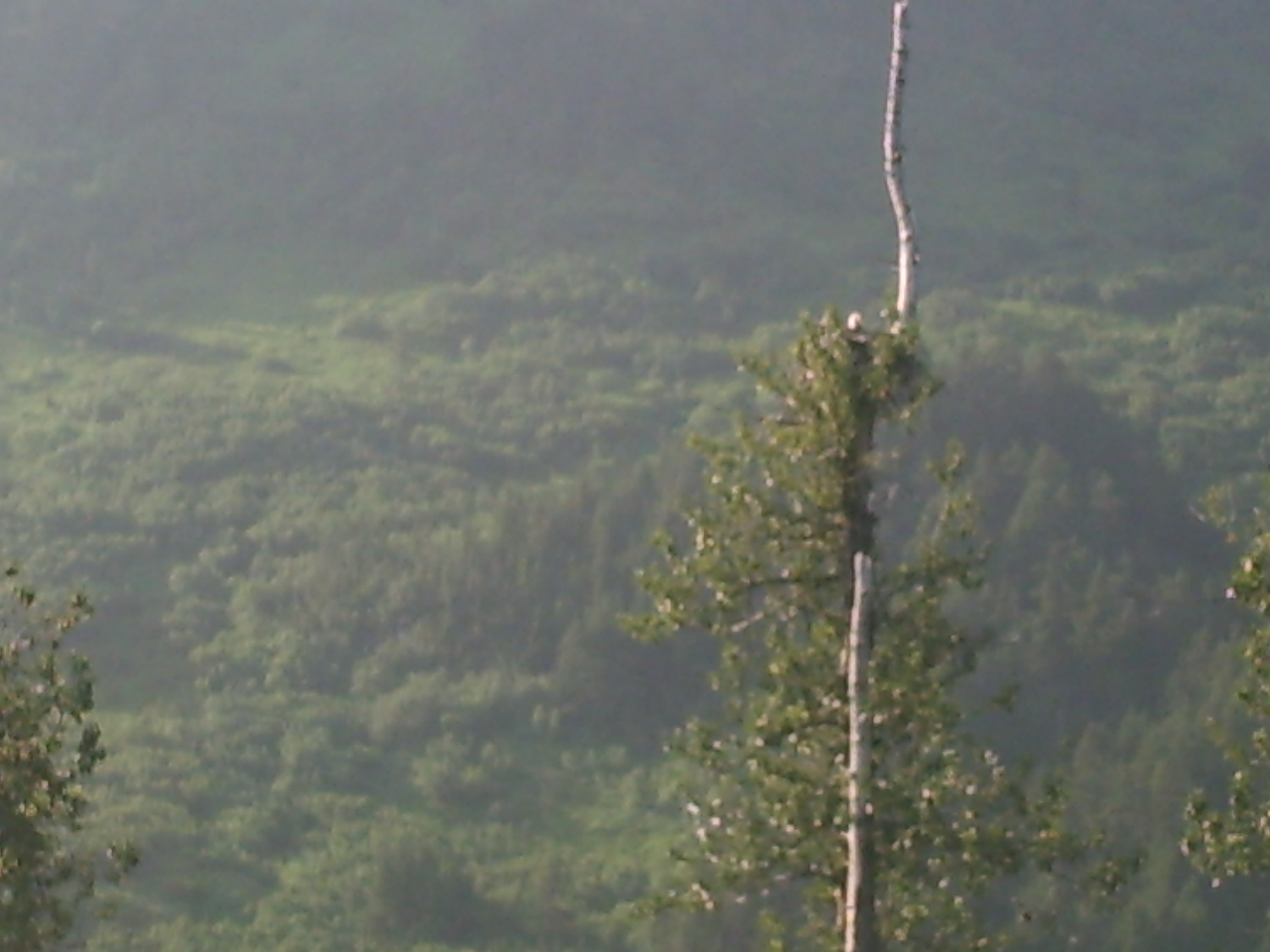 Bald eagle in her nest