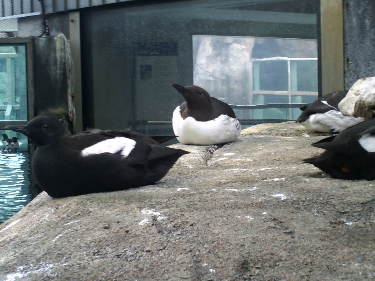 Common Murre