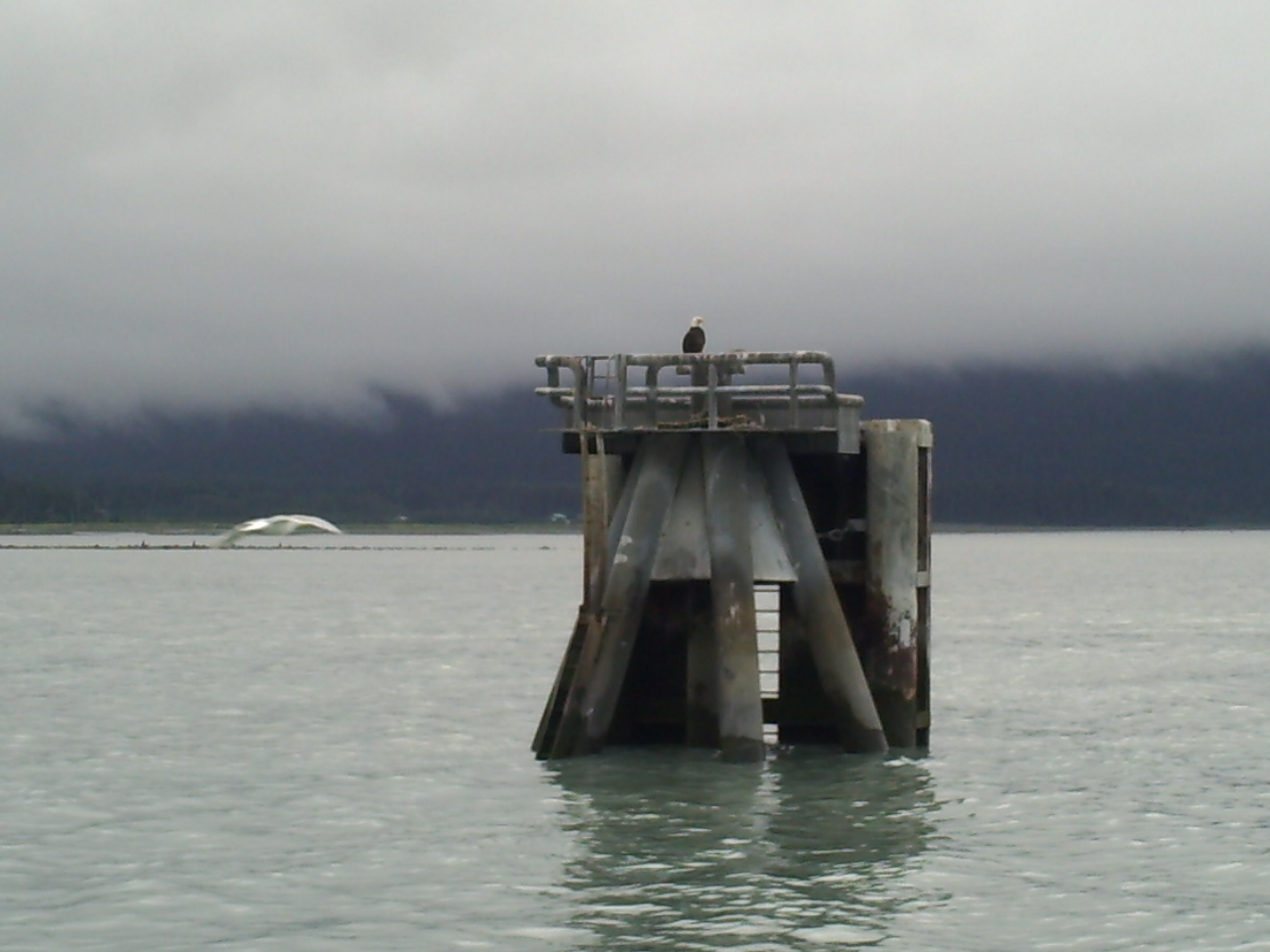 Bald Eagle sitting on a pier