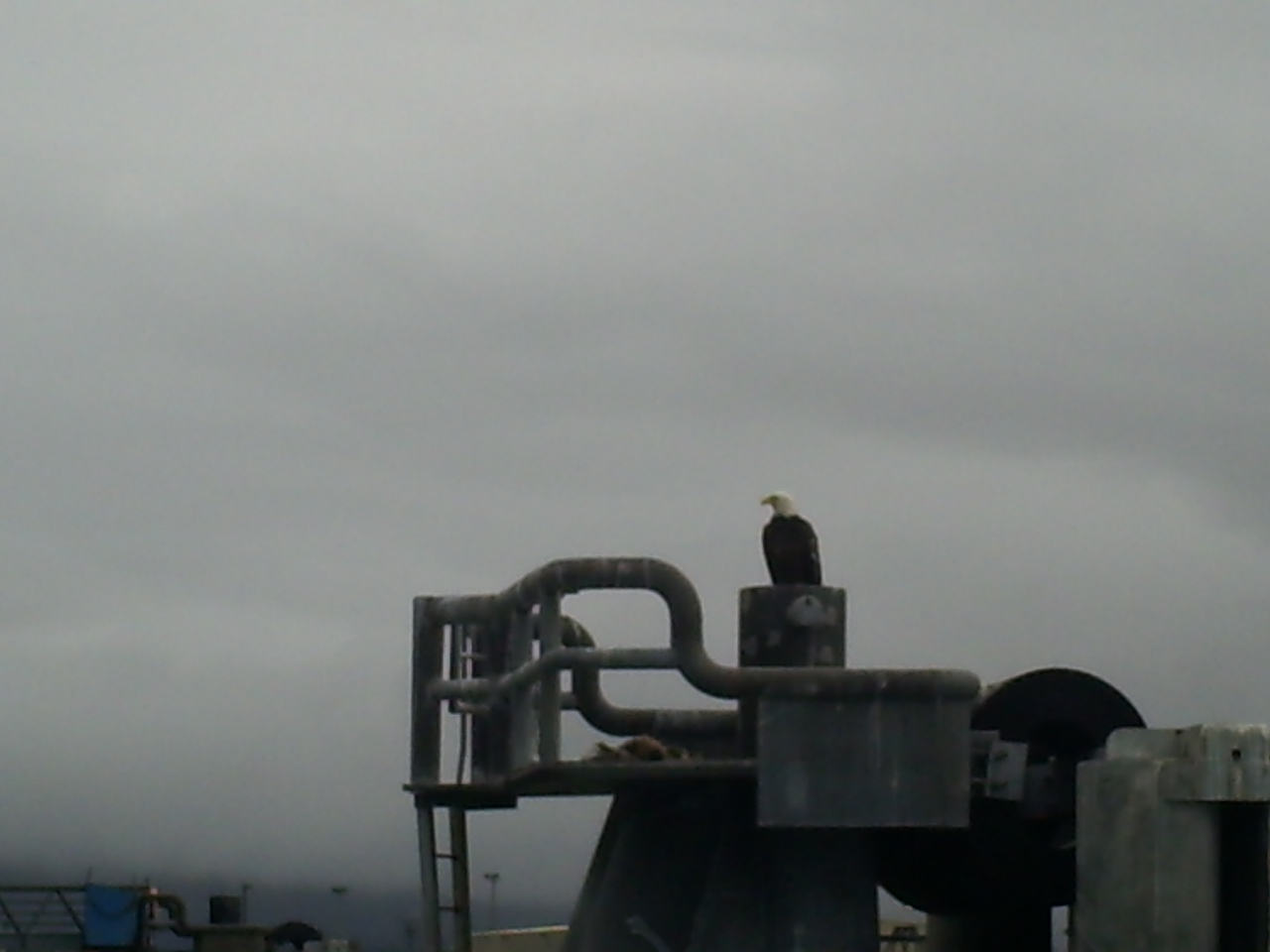 Bald Eagle sitting on a pier