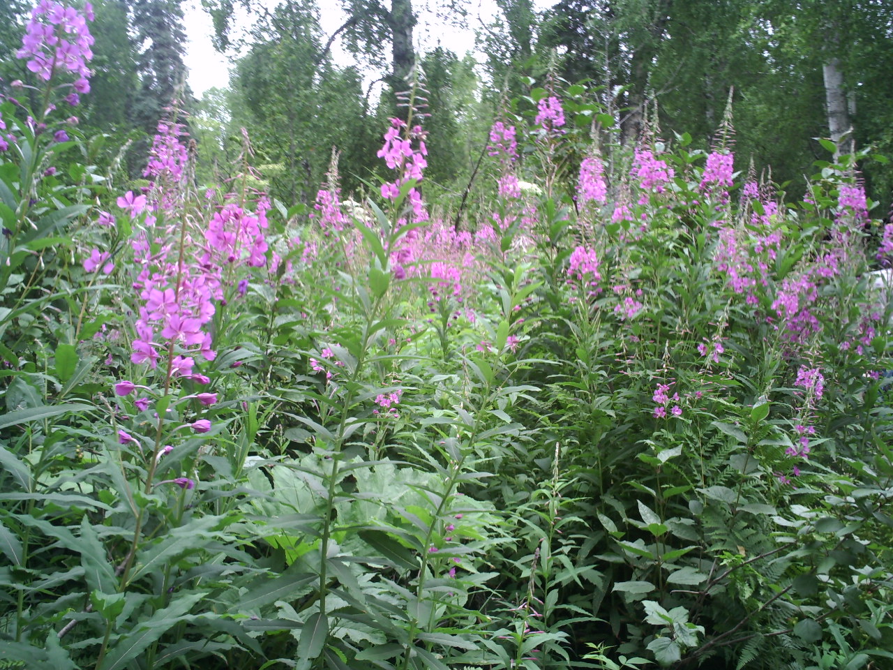 Alaska fireweed