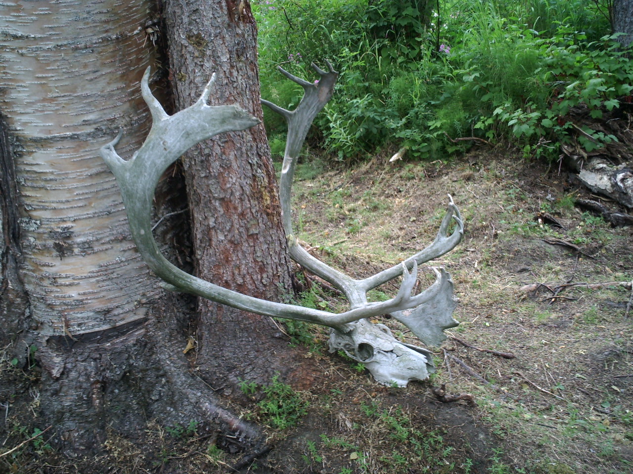 Caribous skull and antlers