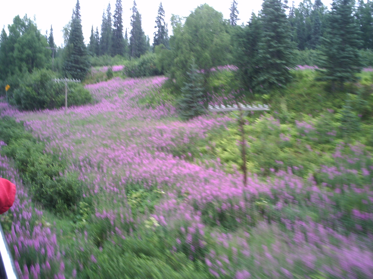 Field of fireweed - southeast Alaska