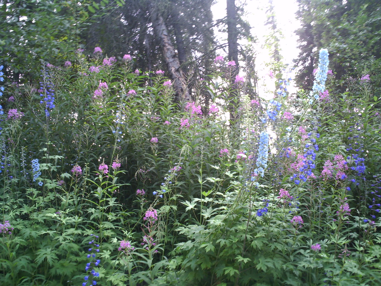 Wildflowers grow in abundance throughout Alaska