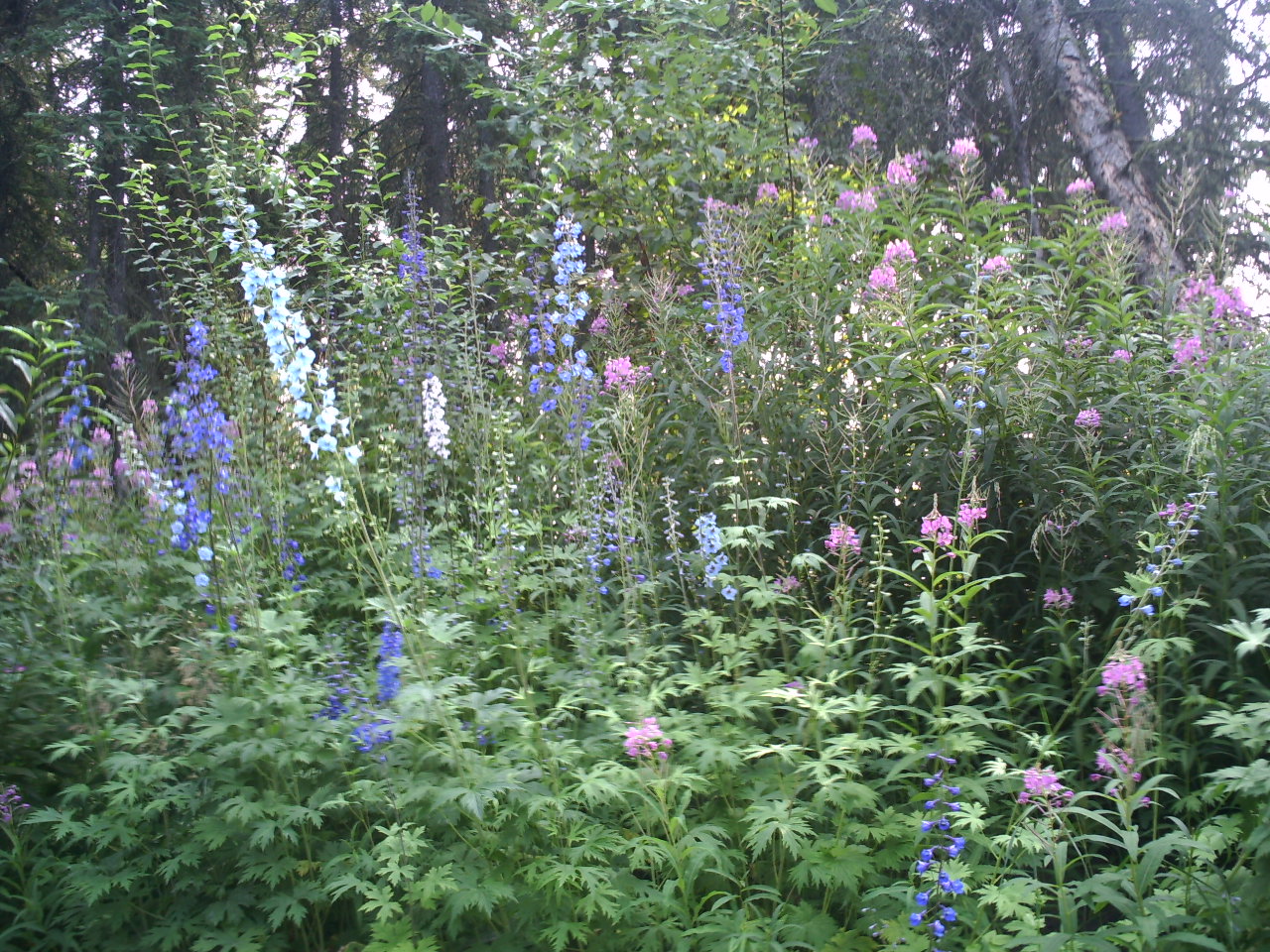 Wildflowers grow in abundance throughout Alaska